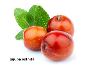 Jujuba ostnitá